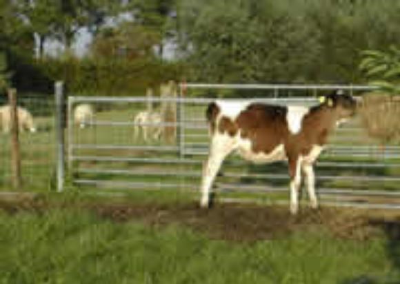 afbeelding210.jpg