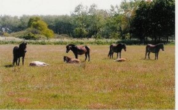 afbeelding626.jpg