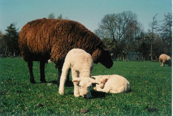 zwart-schaap-met-lammeren.jpg