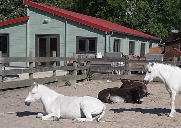 aabewerkt-paarden-en-niuewe-blokhut-30-05-2021-FA58DC5D-BBB2-4F3A-AD21242CC976C66E.jpg