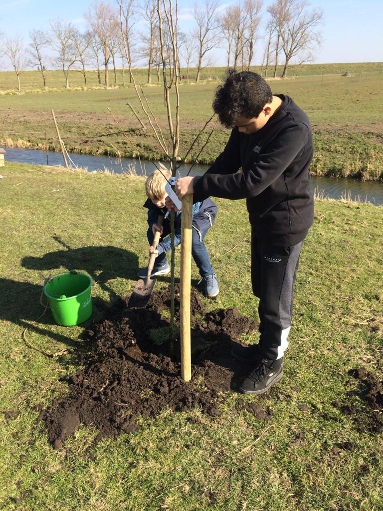 Boom Planten Oostwijk