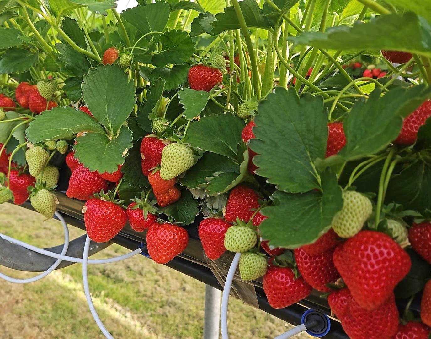 Fruitbloem2