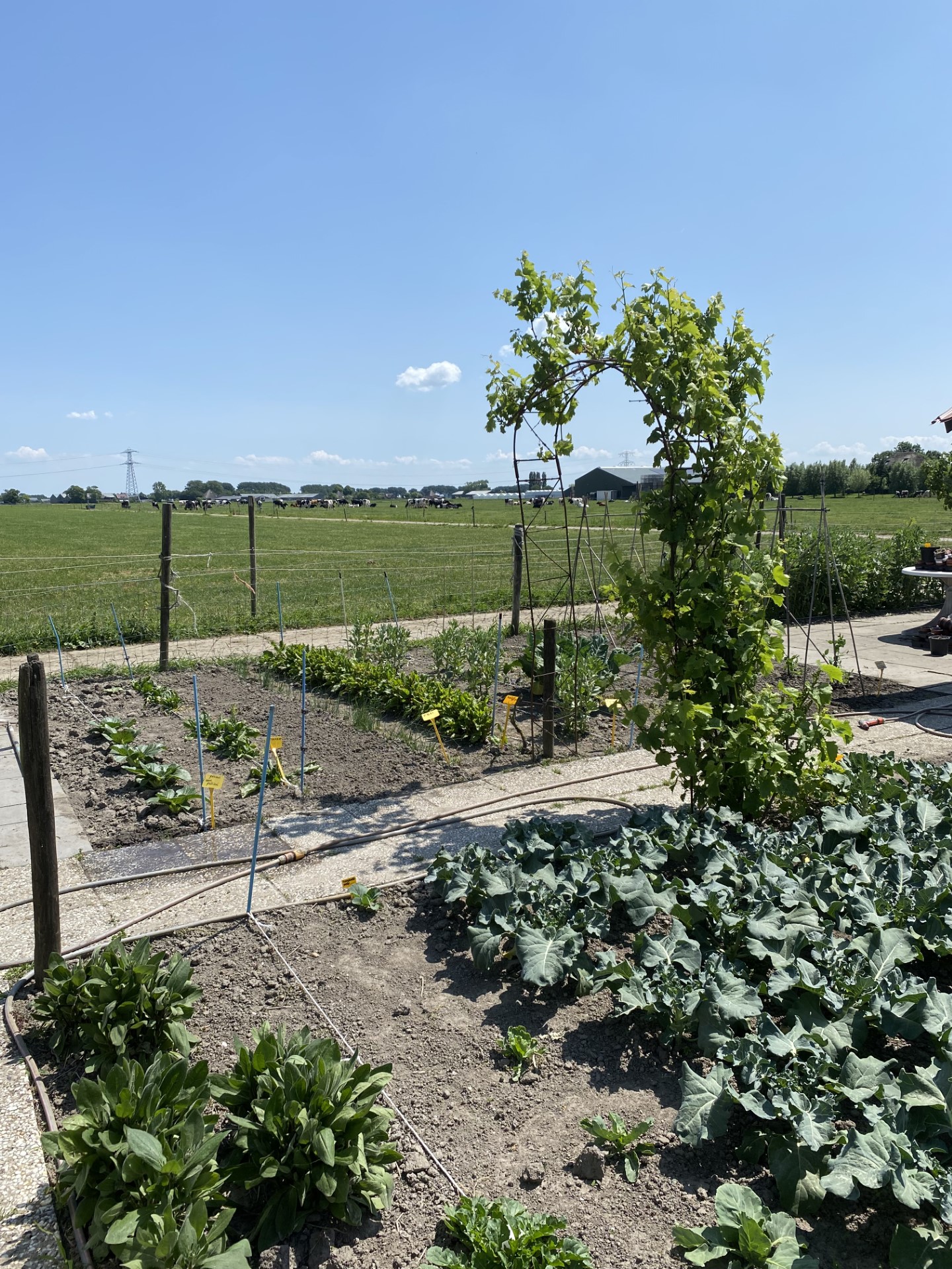 Groentetuin