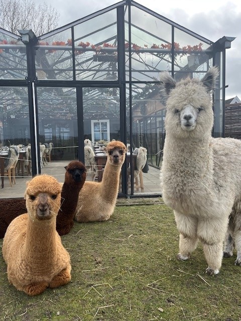 Alpaca 3