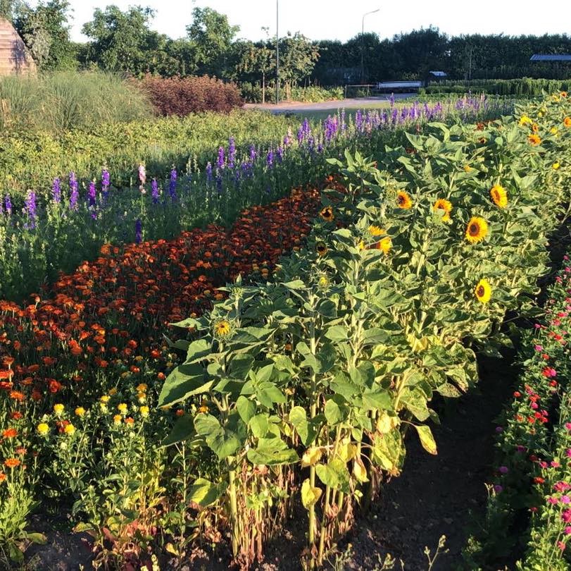 Fruitbloem3