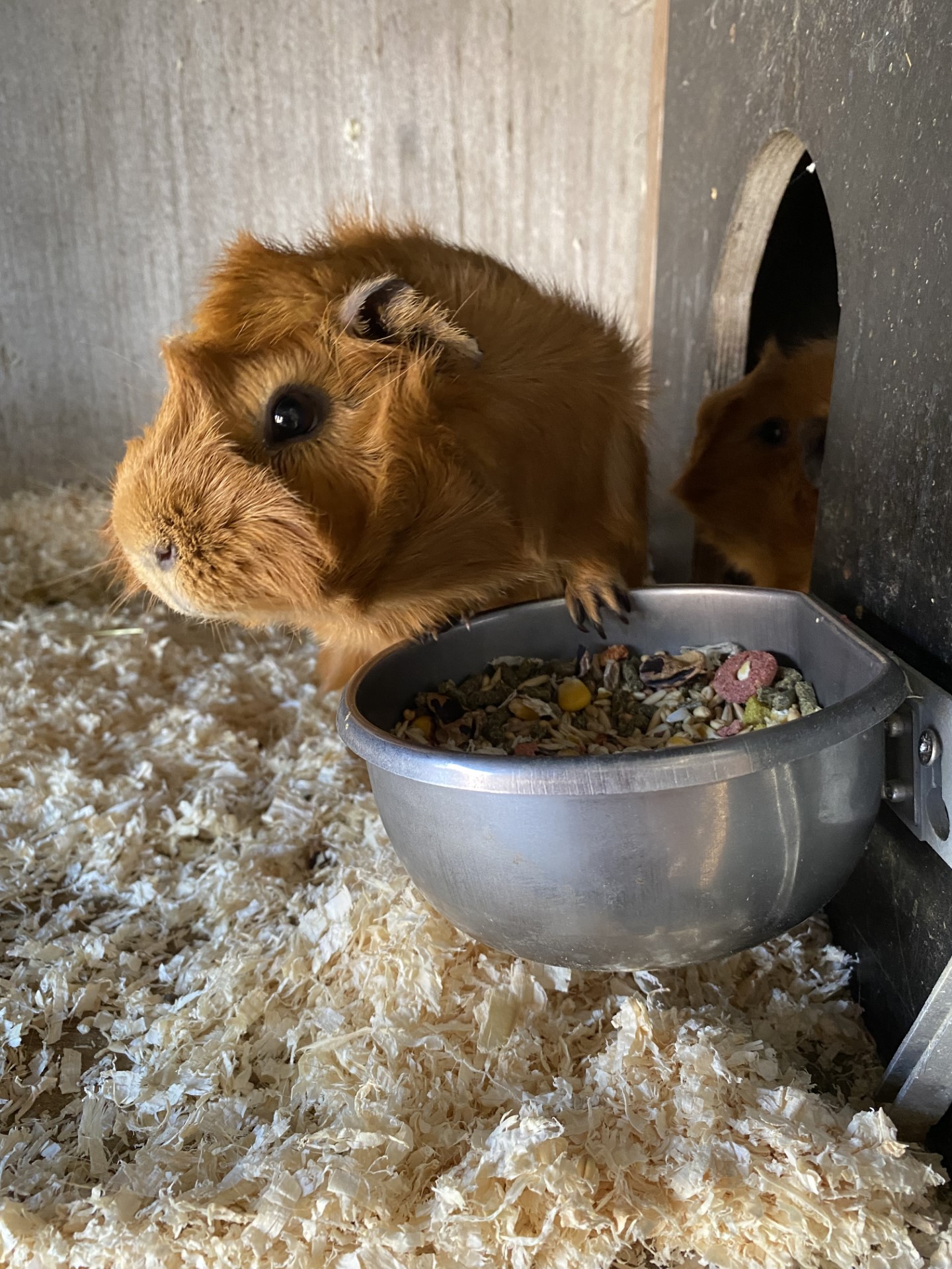Cavia