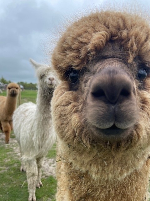 Alpaca 4